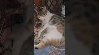 Kharrate 🤣 #funny #viral #comedy #cat  @sisbrovlogs4539