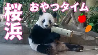 桜浜のおやつタイム🍎🥕フィーダーチャレンジ