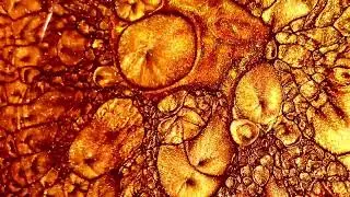 Rayleigh&ndash;B&eacute;nard Convection - Fluid Visualization Project