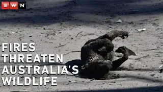 Mass wildlife extinction feared amidst Australia's wildfires
