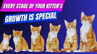 Kitten Development Stages and Milestones Week By Week