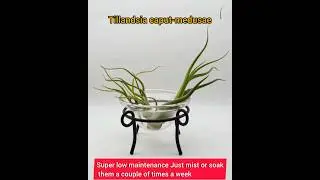 OMG!These are real-Super benefits of Air plants #low maintenance#airpurifyingplant #houseplants