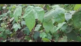 Kaveri ATM cotton seeds | KCH 311 BGII kapas || ATM ૩૦-૩૨ મણ ઉત્પાદન આપતી વેરાયટી કપાસની ટોપ વેરાયટી