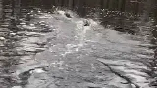 Kirk McCullough MALLARD CHASER SHAKER SYSTEM///FIRST TRY 2019