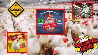 Brazil Poultry Lifeline: Will It Rescue South Africa's Food Crisis? #SouthAfricaNews #BrazilPoultry