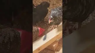 partial non-professional guide to Black copper Marans