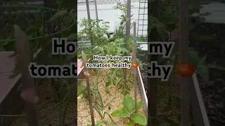 How I Keep My Tomatoes Healthy 🍅 | Easy Morning Garden Routine #tomatotips #gardeningtips