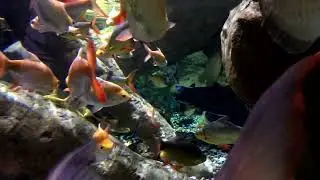 No more panic attacks, special frequency with aquarium accompaniment.PANİK ATAĞA SON
