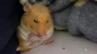 黃金鼠清潔身體Hamster cleaned its body