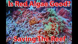 Reef Warriors: Is Red Algae Good or Bad For The Reef? Lets Find Out