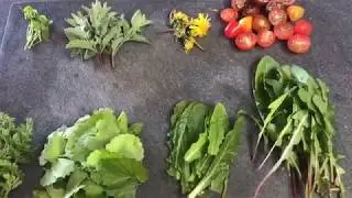 Foraging A Wild Salad (Cheap and Easy!)