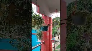 Balcony garden deep cleaning.