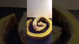 This is a very hard working pig #tiktok #funny #comedy #instagram #youtubeshorts