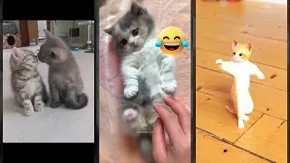 Cute Cats 😼 cats meowing 😾 #FunnyCats #1404