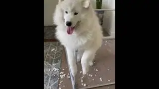 dog made a mess