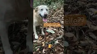 #california #nature #dog #mushroomhunting #mushroom #santacruz #life #foraging #dogshorts #music