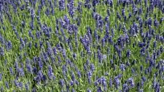 Cambridge University Botanical Gardens July 20101.wmv