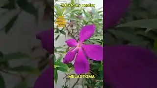 Melastoma||flowering Shrub
