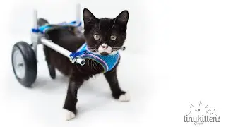 Happy birthday, miracle kitten!