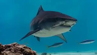 The Truth About Tiger Sharks: From Anatomy to Attacks