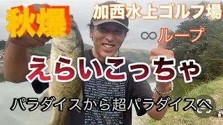 秋爆・無双状態⁉︎【ブラックバス釣り】♾️ループ・こんなんありえへん