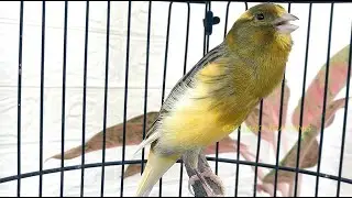 Treine Seu Canário Belga Como um Profissional com Esta Música