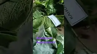 Which are your favorite veges?| Kenyan Vegetables 😜