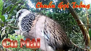 Tiếng kích bổi Cực nhạy/ Chim cu gáy Gáy Theo trong 2 phút/ Chuẩn giọng rừng thách bổi không gáy.56