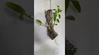 Dendrobium Olho de Boneca: Ra&iacute;zes no tronco e novos bulbos garantem a flora&ccedil;&atilde;o! 🌸 #plantas #orchid