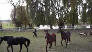 Pole Golfowe Wierzchowiska jesienią