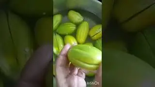 conserva de jiló