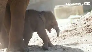 Baby Elephant + Sand = Pure Joy