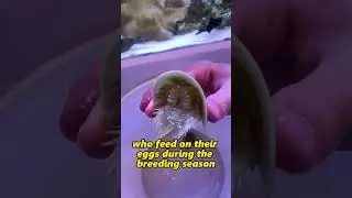 5 Fun Facts about horseshoe crab #funfacts #interestingfacts #facts #shorts #crab