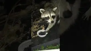 Learning about raccoon behavior
