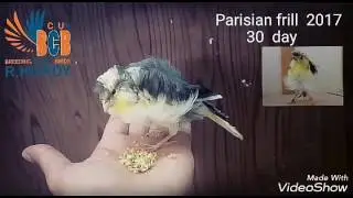 Parisian frill canary