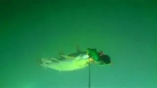 Vertical pike attack arriving from the depth at 4D  Perch by Savage Gear