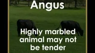 Genetics of our Waygu Cattle