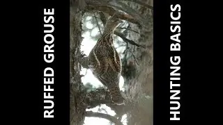 How To Hunt Ruffed Grouse: Grouse Hunting Methods, Tips, and Basics