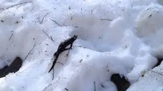 Fire salamander @ Bonsovi Poliani
