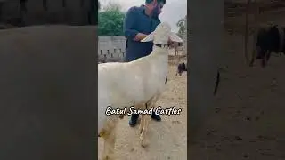 Beauty &hearts;️ #viral #shok #animallover #foryou #youtubeshorts #shorts #dumbalovers #viral