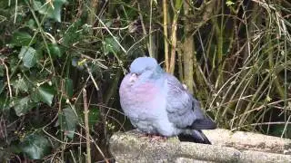 Stock Dove