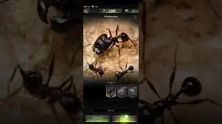 The ants underground KINGDOM
