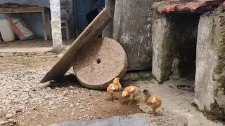 Baby chickens drinking water #JustVillageThings #VillageLife