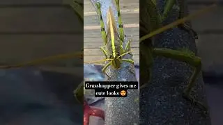 Curious grasshopper looking at me! #insects #kawaii