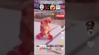 Two types dog video #joke #memes #shorts
