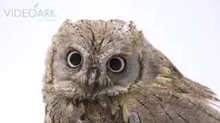 A Eurasian scops owl (Otus scops scops) at Alpenzoo in Innsbruck, Austria.
