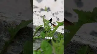 Кольцо любви стрекоз Красотка японская в Хабаровске #insects #nature #damselfly #стрекоза