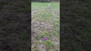 Papillon chases ball #dog #chase #running #shorts