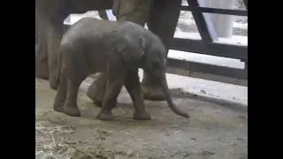 Tamika und Mama Zoo Halle/ Saale