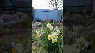 Первые яркие краски в саду.Нарциссы,тюльпаны..